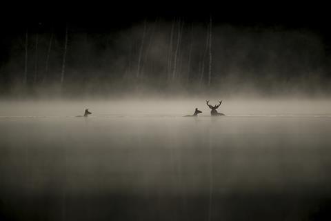 LeChantDesForets_VincentMunier