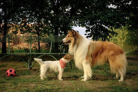 Lassie - A New Adventure_Credit Conny Klein_online crop