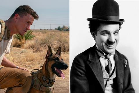 dog chaplin