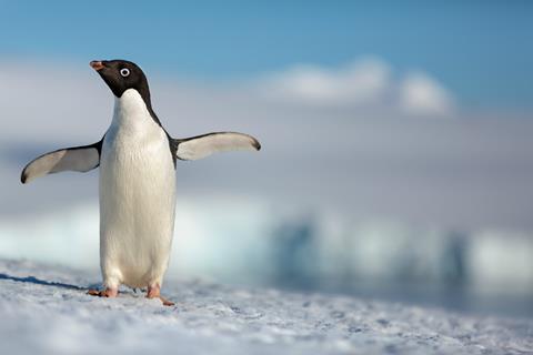 'Penguins'