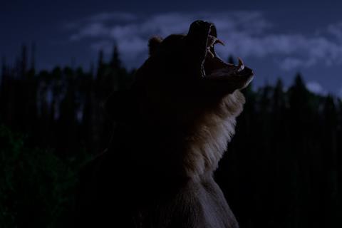 Grizzly Night