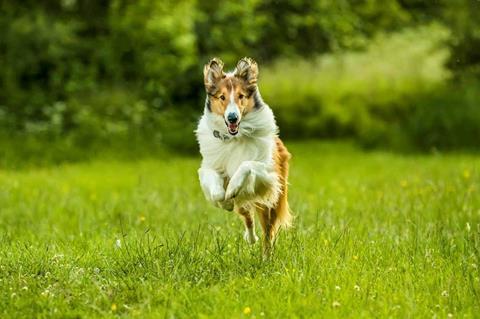 Lassie Come Home Review