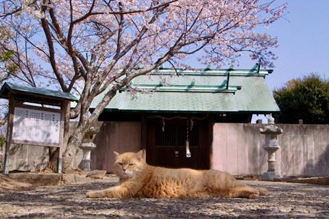 The Cats Of Gokogu Shrine