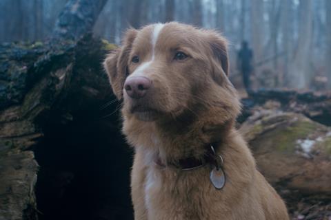 Good Boy