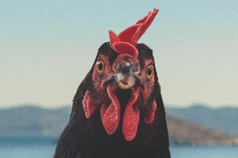 ‘The Hen: A Feather’s Tale’